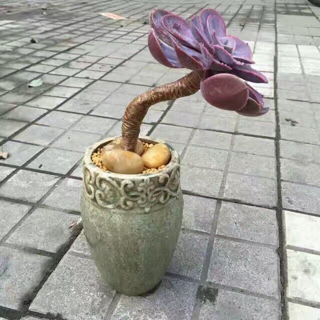 Domestic Flower Vase