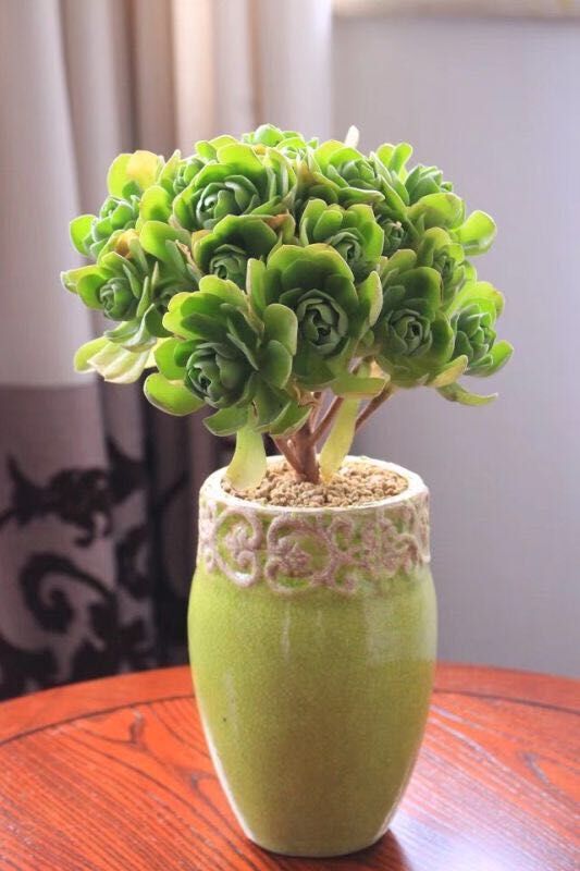 Domestic Flower Vase