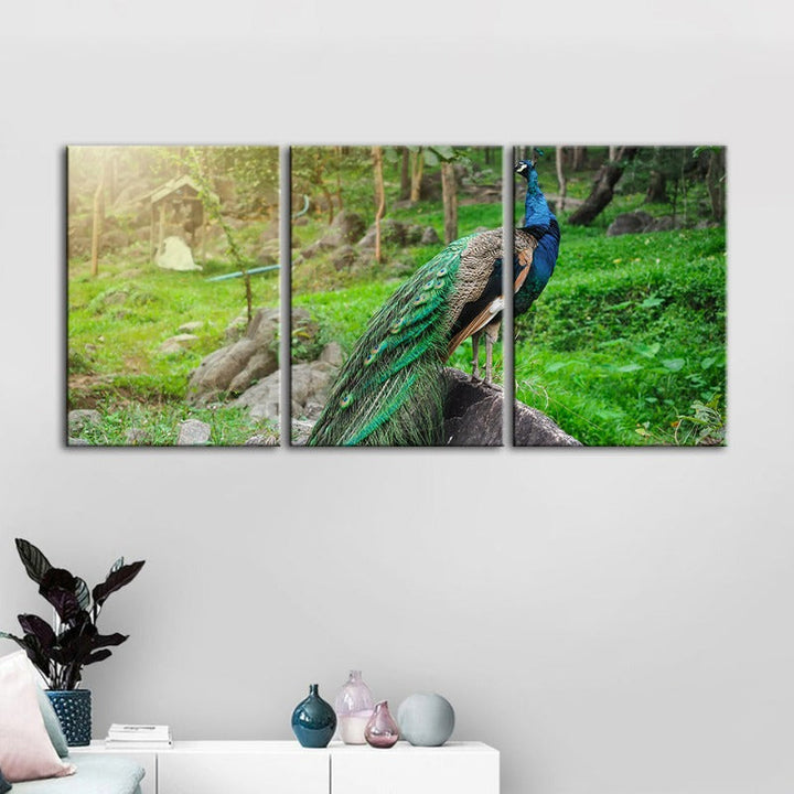 Dignified Sunlit Peacock-Canvas Wall Art Painting 3 Pieces