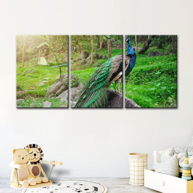 Dignified Sunlit Peacock-Canvas Wall Art Painting 3 Pieces