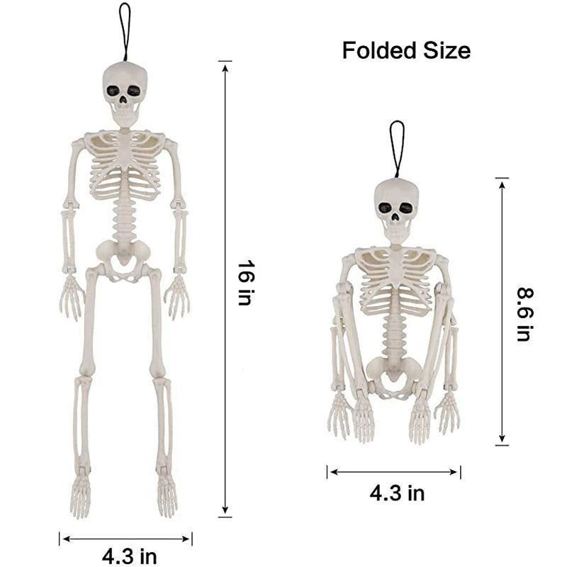 Anatomical teaching skeleton