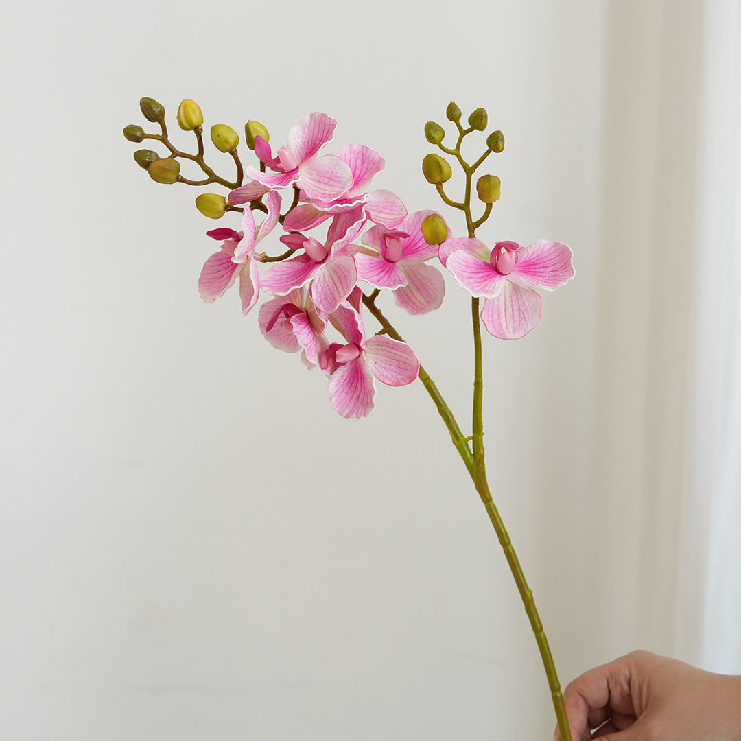 Elegant Orchid Stems