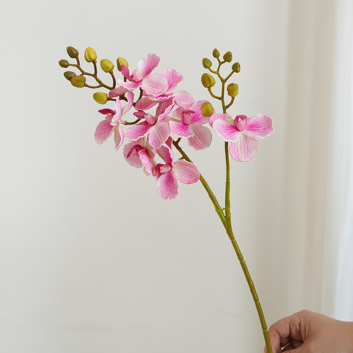 Elegant Orchid Stems