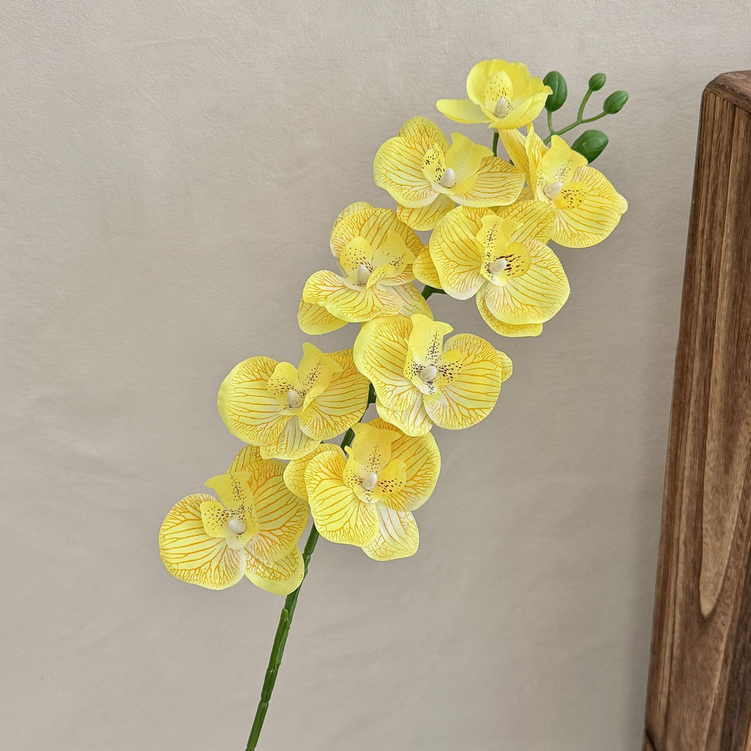 Decorative Orchid
