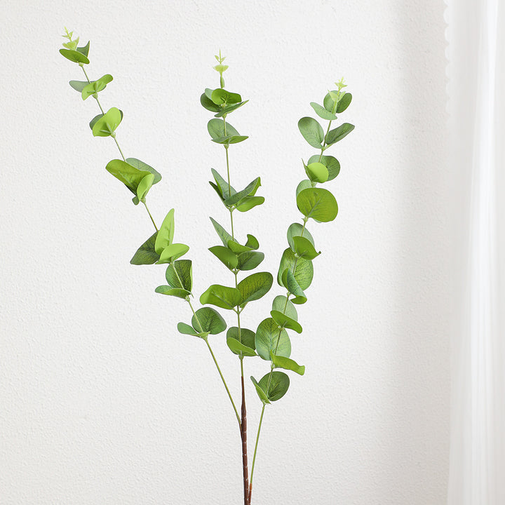 Decorative Plants