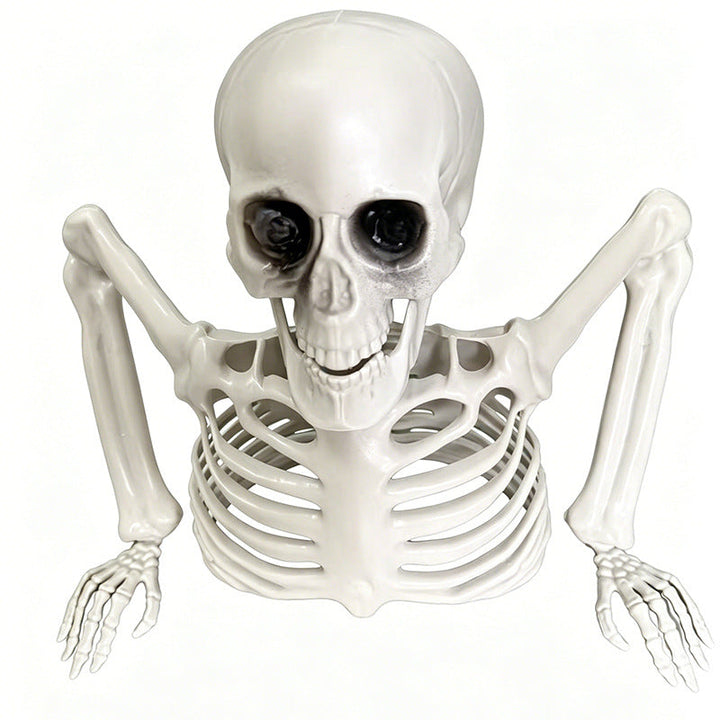 Anatomical teaching skeleton