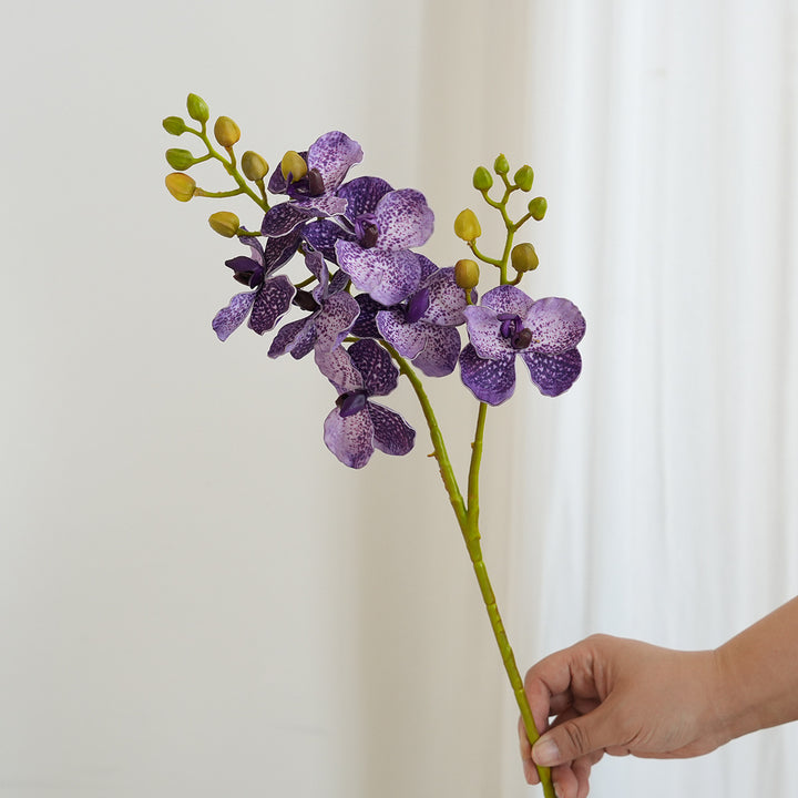 Elegant Orchid Stems
