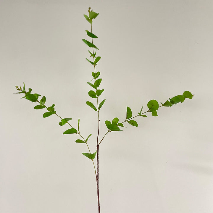 Decorative Plant