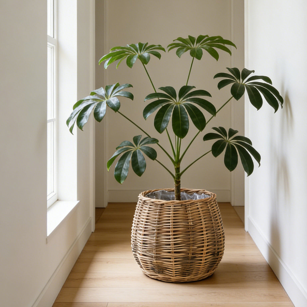 High-quality plant basket made of natural willow