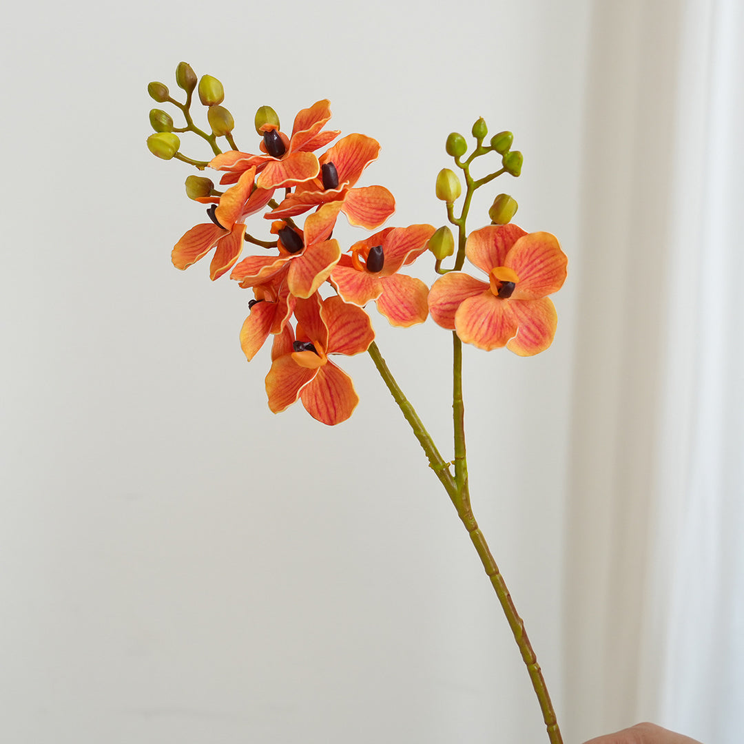 Elegant Orchid Stems