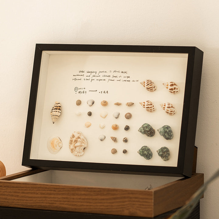 Shell Display Shadow Box