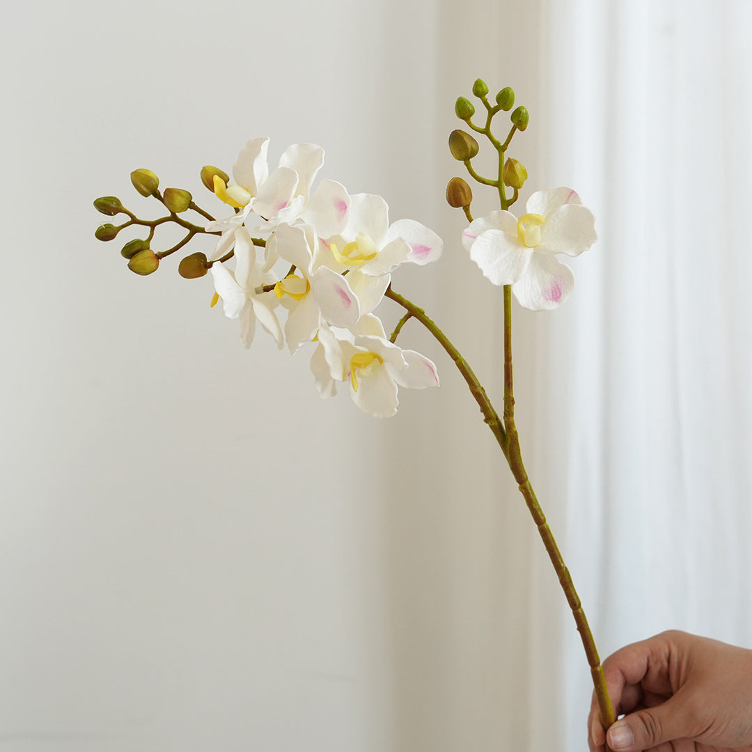 Elegant Orchid Stems