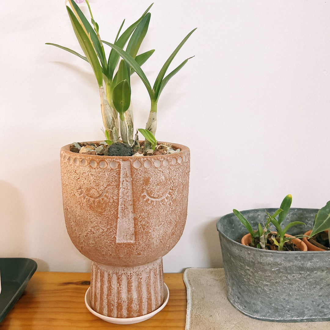 Avarnia Flower Pot