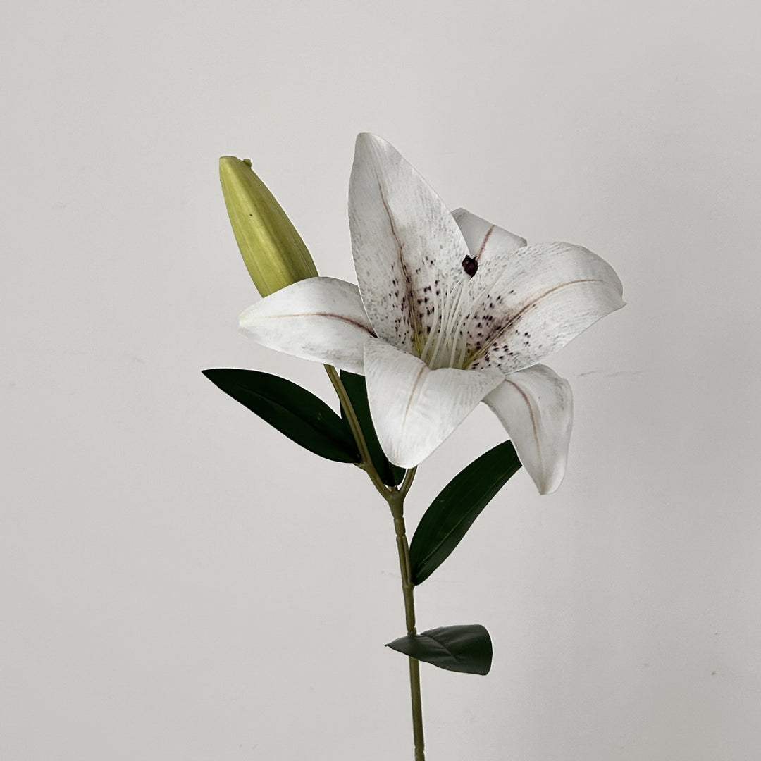 Decorative Orchid