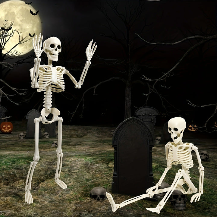 Anatomical teaching skeleton
