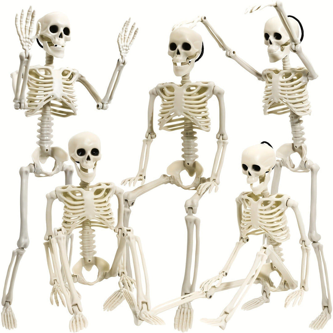 Anatomical teaching skeleton