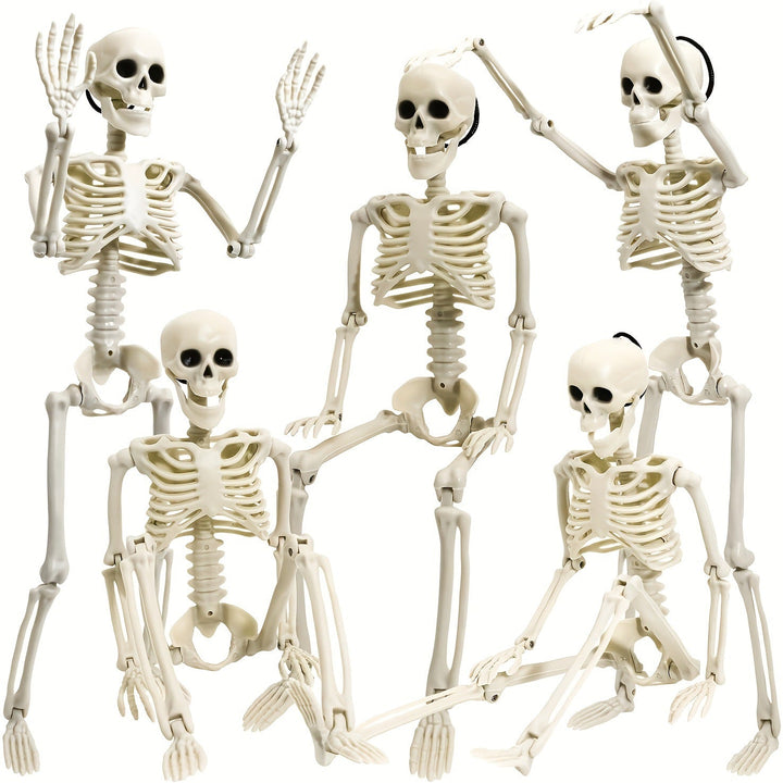 Anatomical teaching skeleton