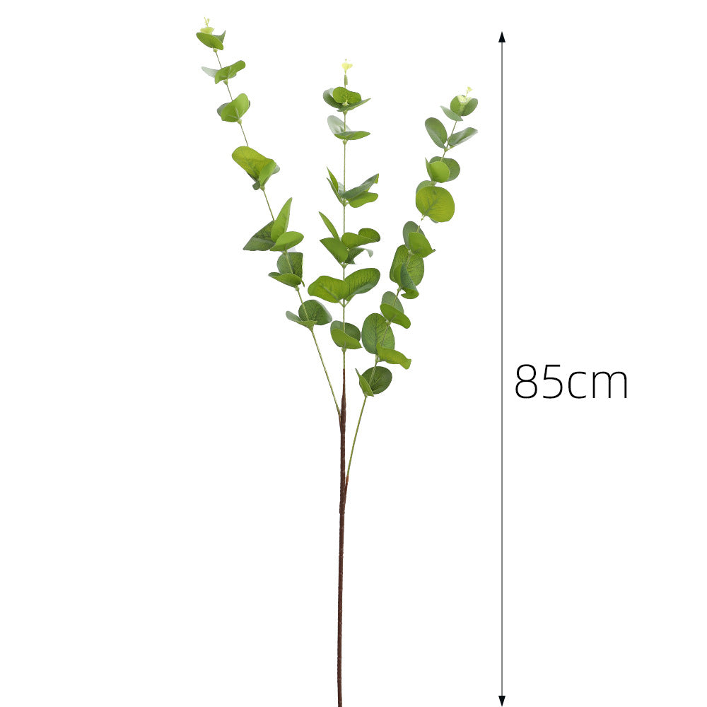 Decorative Plants