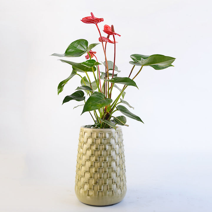 Decorative Flower Pots