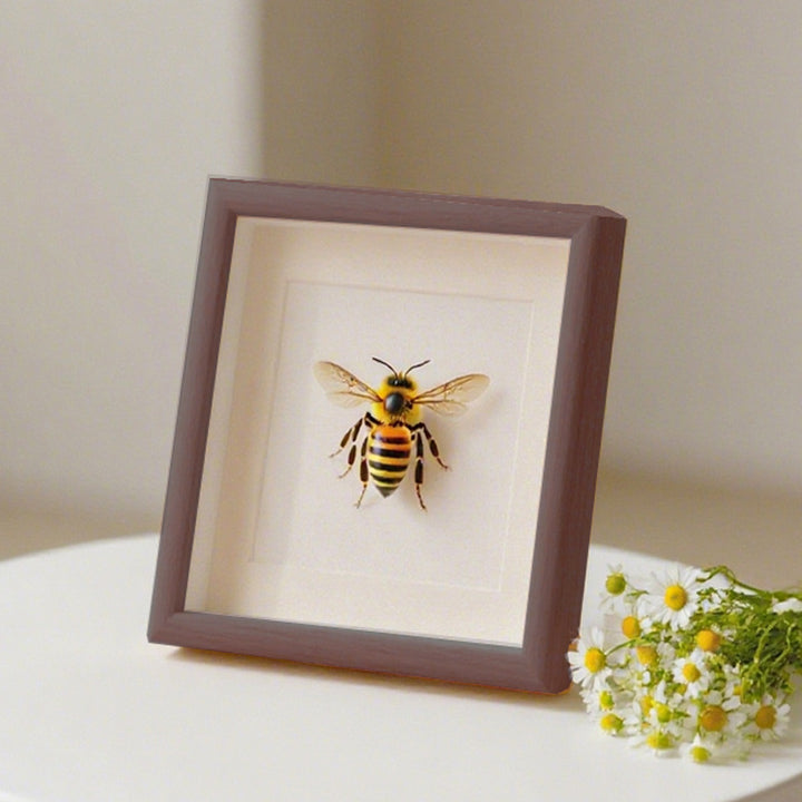 Decorative Insect Shadow Box Art Frame