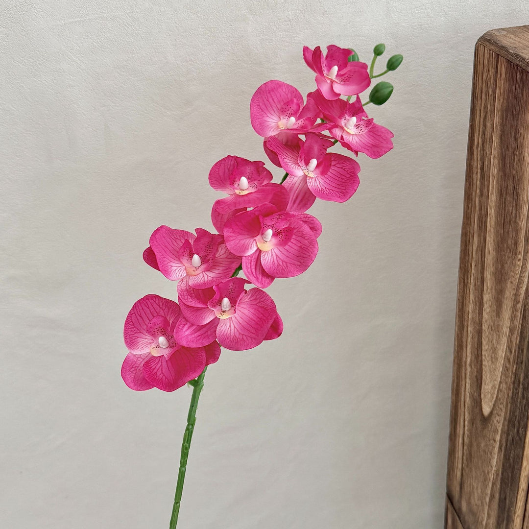 Decorative Orchid