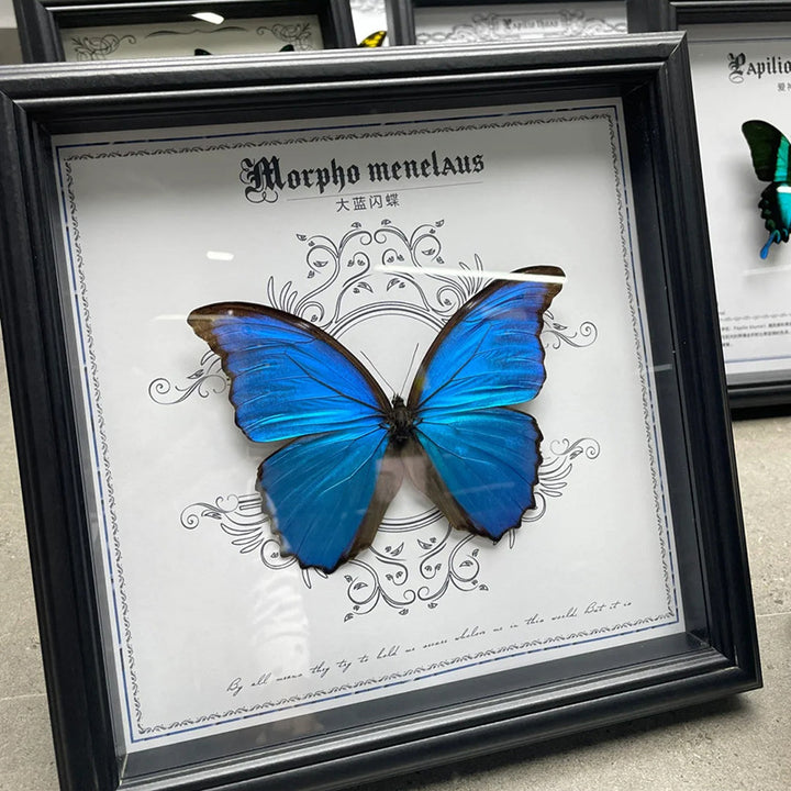 Decorative Butterfly Art Frame for Home Decor