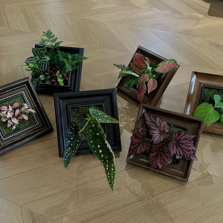 Decorative Plant