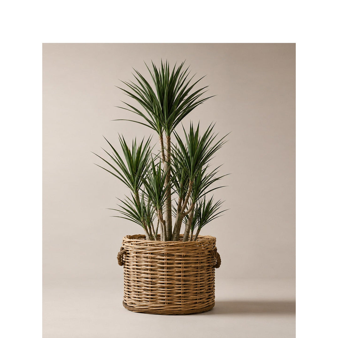 Willow woven basket with inner lining