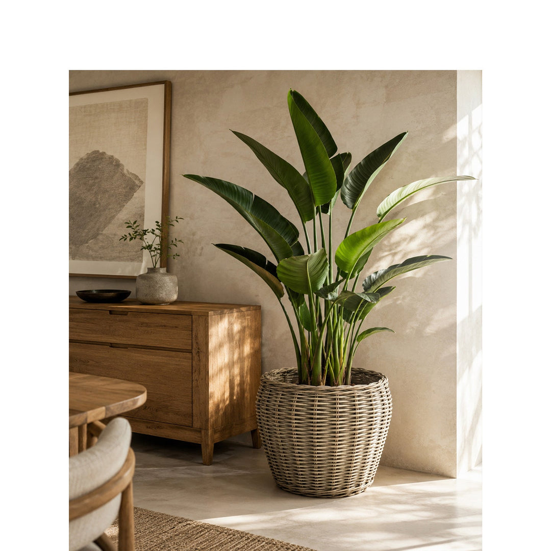 Decorative plant basket with plastic inner bag