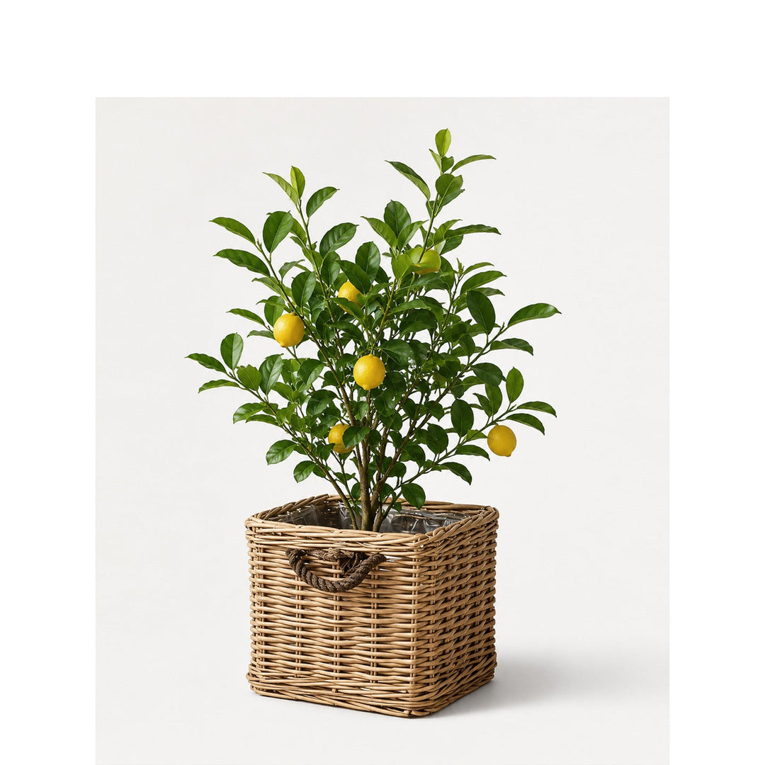 Robust storage basket with reinforced handles