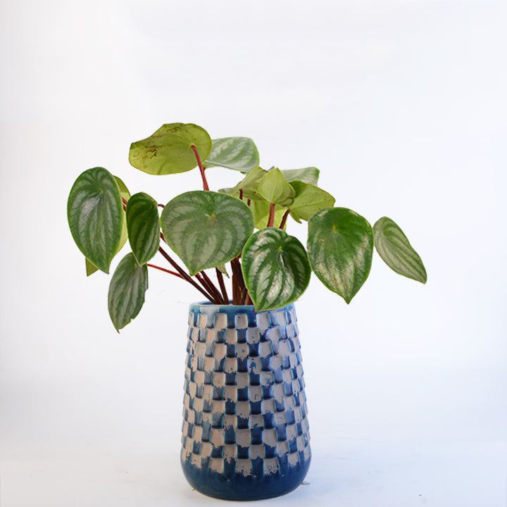 Decorative Flower Pots