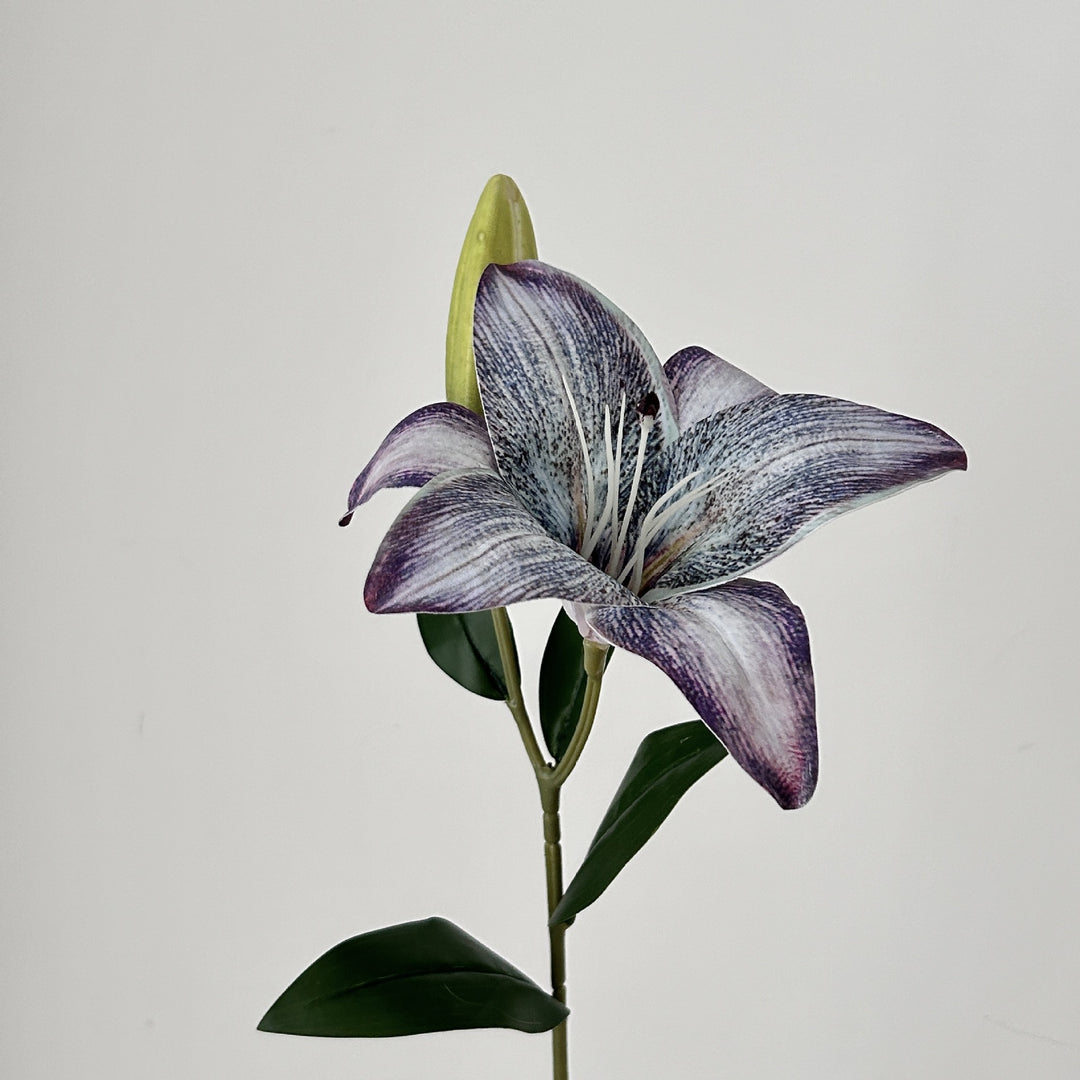 Decorative Orchid