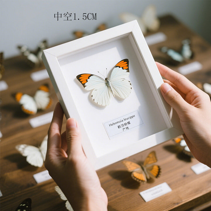 Butterfly Display Frame