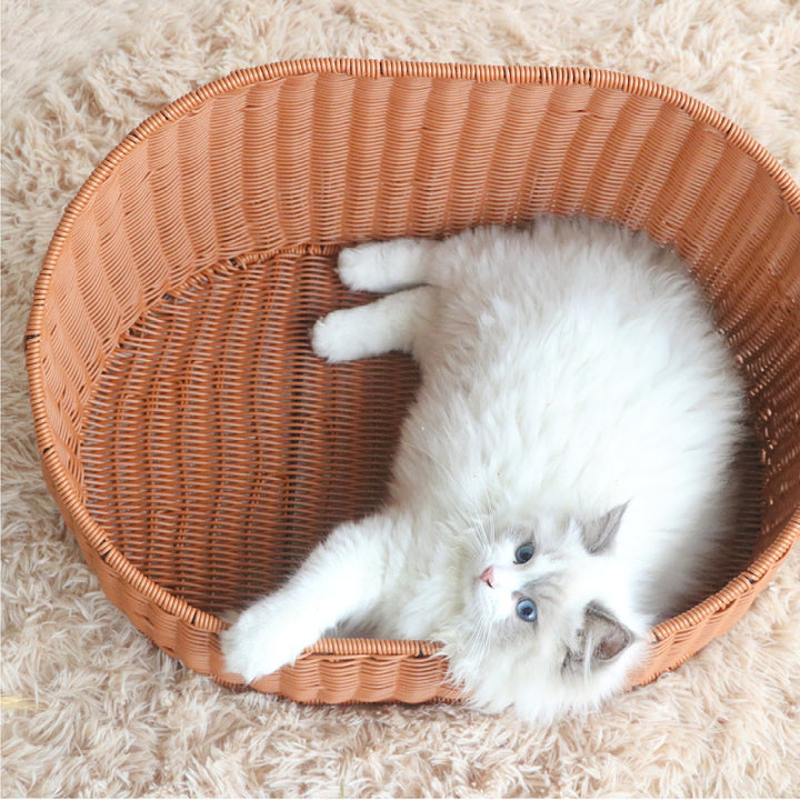 Cat bed