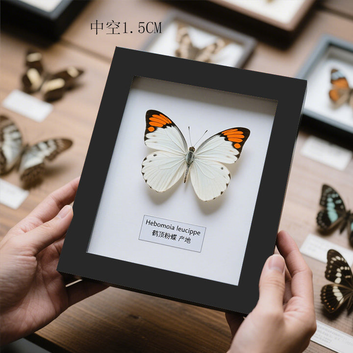 Butterfly Display Frame