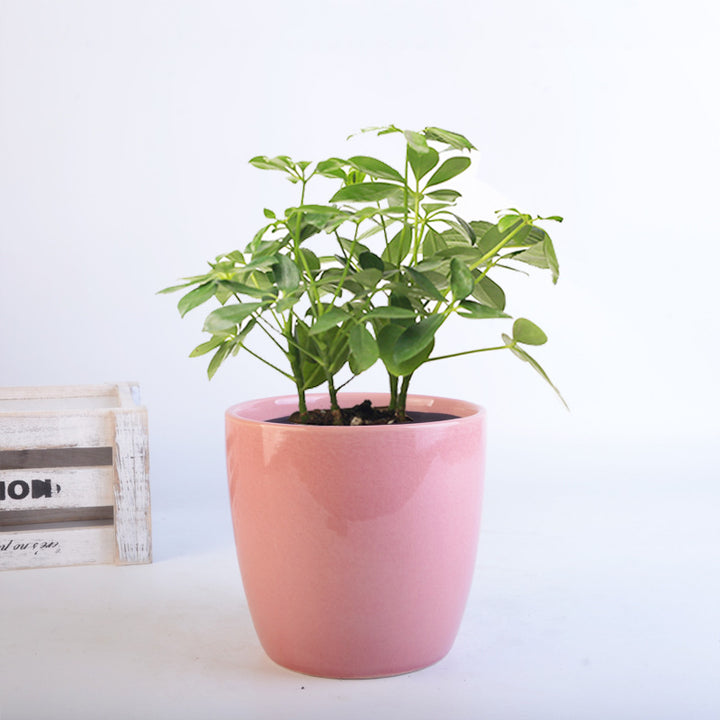 Flower Pot Set