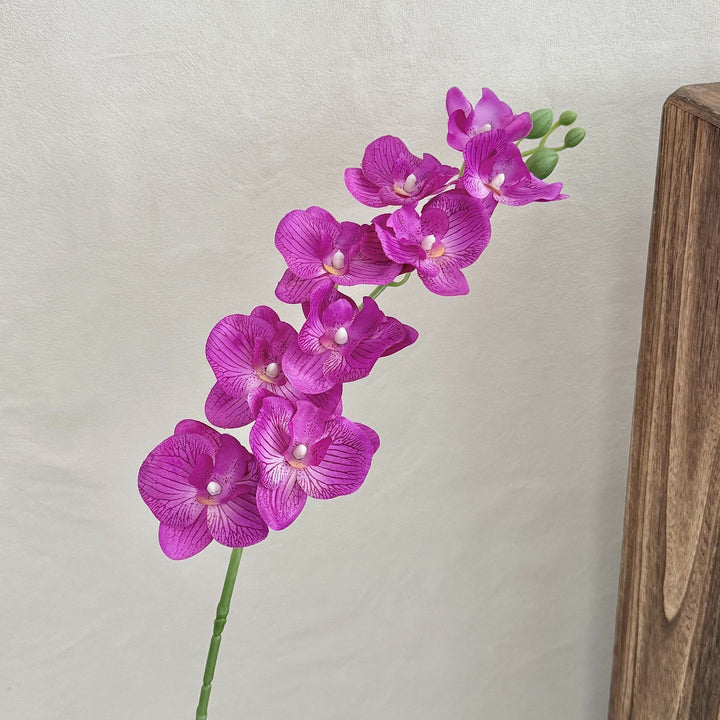 Decorative Orchid