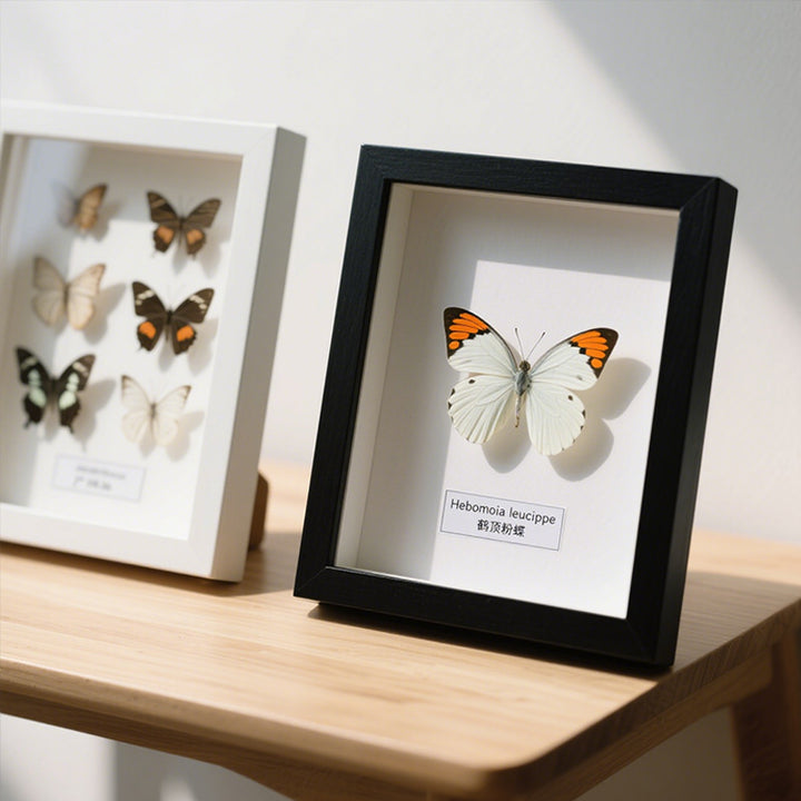 Butterfly Display Frame