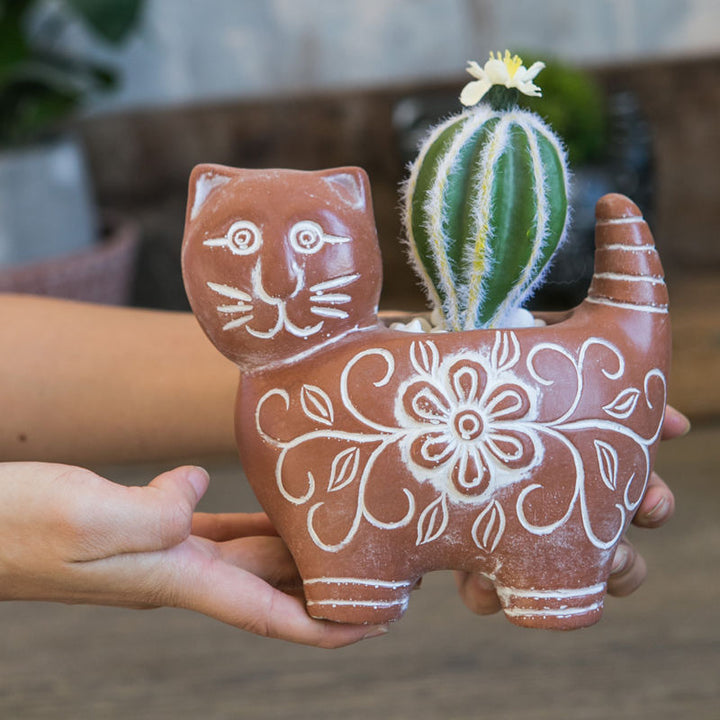 Decorative Plant