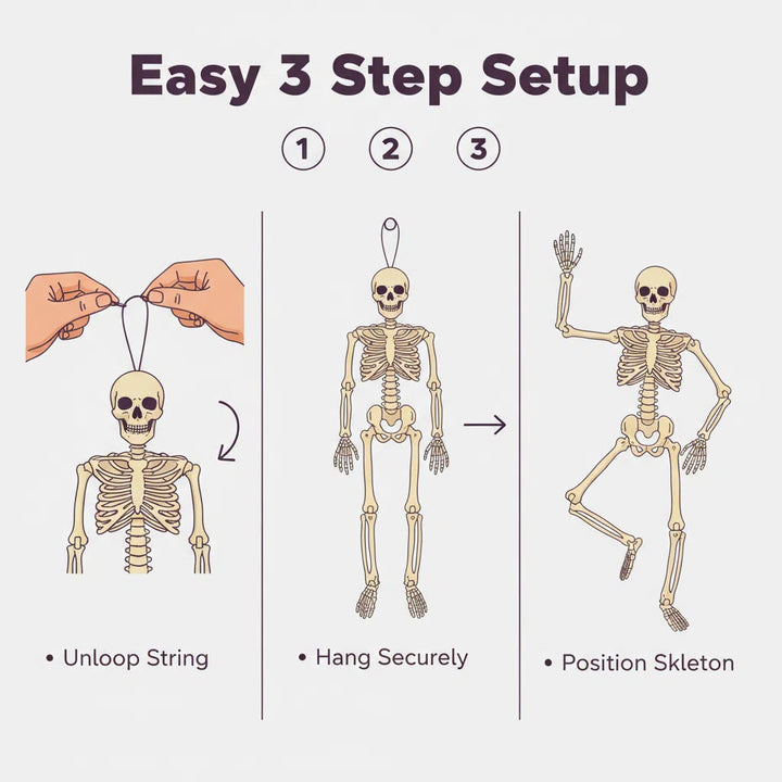 Anatomical teaching skeleton