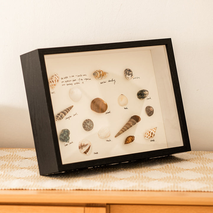 Shell Display Shadow Box