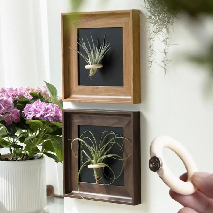 Artistic Plant Display Frame for Home Decor