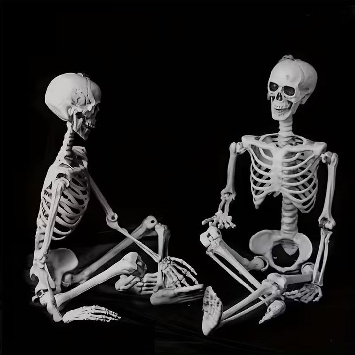 Anatomical teaching skeleton