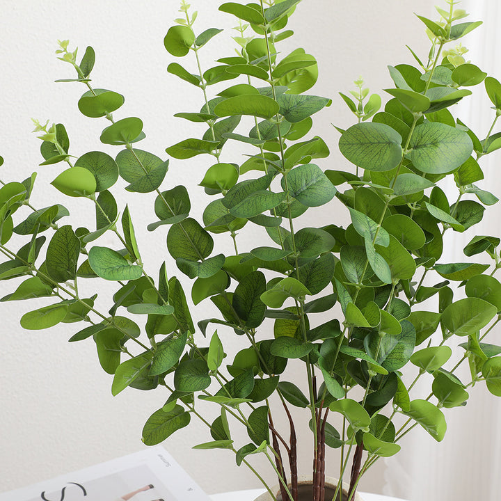 Decorative Plants