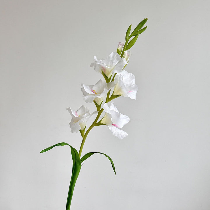 Elegant Gladiolus Floral Stem