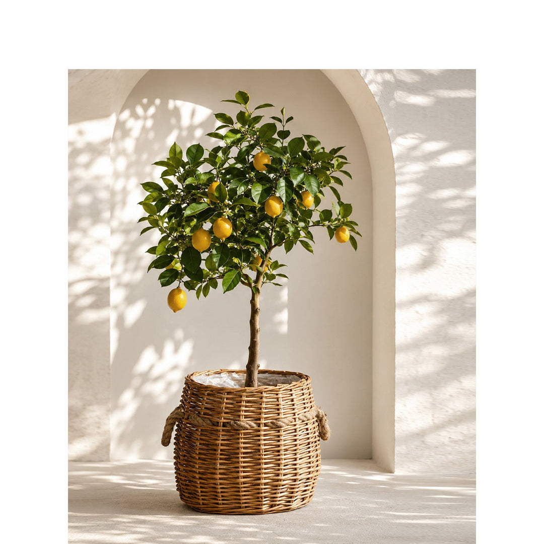 Storage basket
