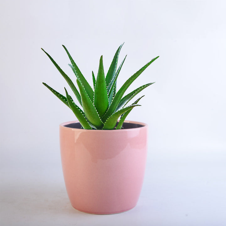 Flower Pot Set