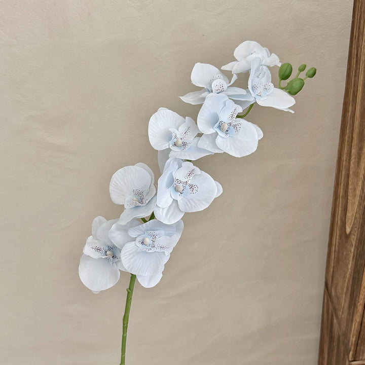Decorative Orchid