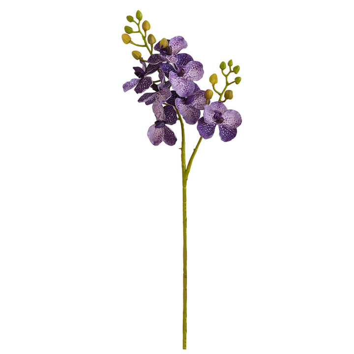 Elegant Orchid Stems