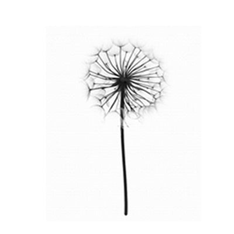 Grey Dandelion Sky Scene Life Quotes  - Canvas Wall Art Painting